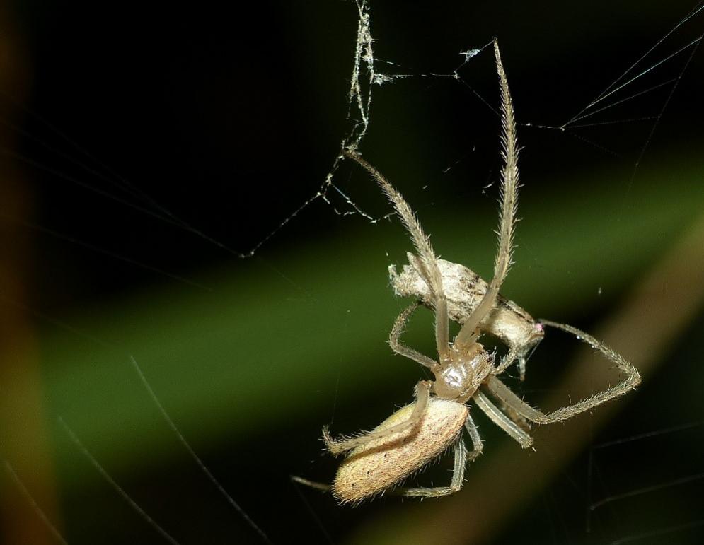 Lipocrea epeiroides - S. Teresa Gallura (OT)